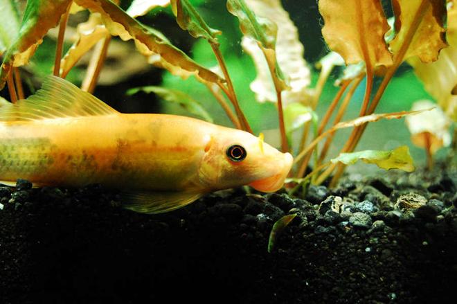 freshwater fish - gyrinocheilos aymonieri - gold algae eater stocking in 75 gallons tank - Gold Algae Eater