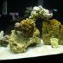 20 gallons saltwater fish tank (mostly fish, little/no live coral) - growing now more live rocks