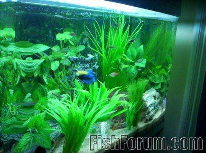 planted tank (mostly live plants and fish)