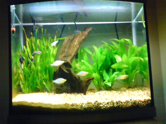 14 gallons freshwater fish tank (mostly fish and non-living decorations) - my tank