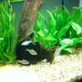 freshwater fish - barbus schwanefeldi - tinfoil red tail barb stocking in 14 gallons tank - my fish