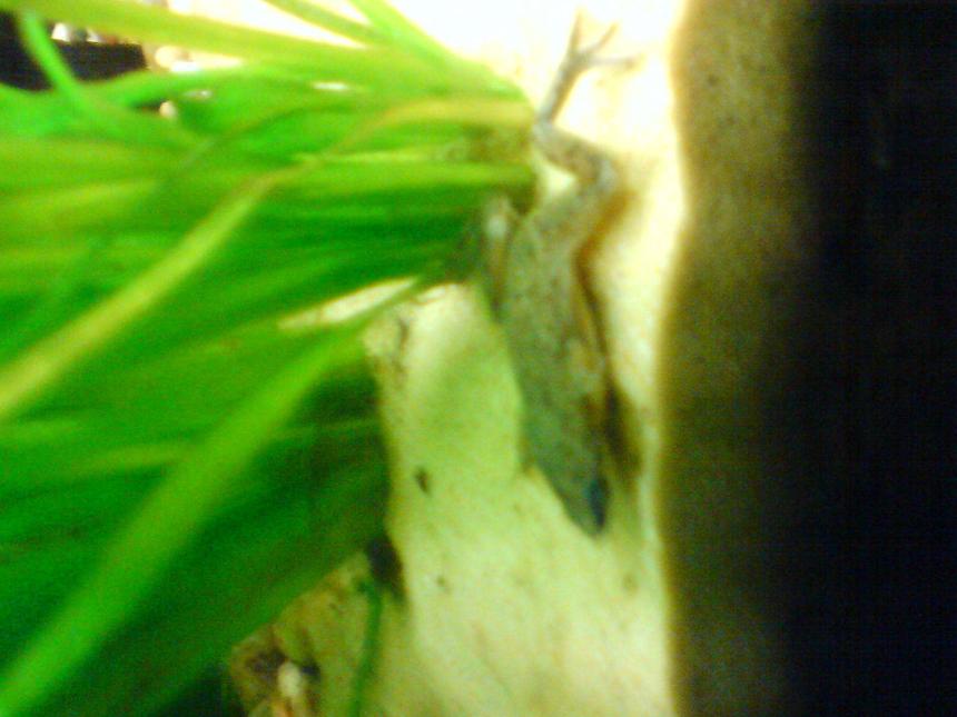 Rated #99: Corals Inverts Stocking In 14 Gallons Tank - frog