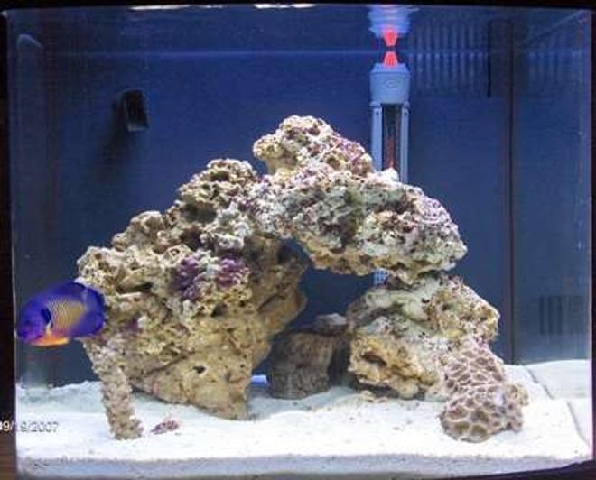 14 gallons reef tank (mostly live coral and fish) - new pic with coral beauty in it!
