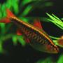 freshwater fish - puntius titteya - cherry barb stocking in 75 gallons tank - Cherry Barb - female
