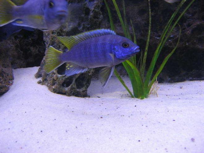 freshwater fish - pseudotropheus acei - acei cichlid stocking in 225 gallons tank - acei