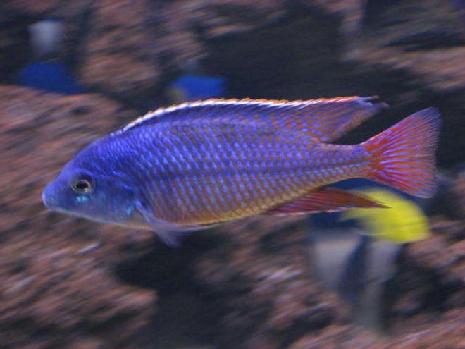 freshwater fish - protomelas taeniolatus - red empress stocking in 225 gallons tank - red empress