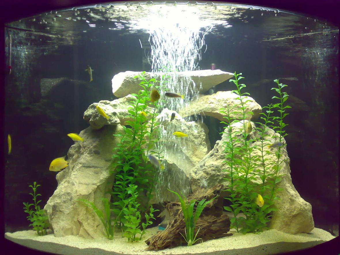 48 gallons freshwater fish tank (mostly fish and non-living decorations) - MY FISH TANK 2 Gold Severums 2 Green Severums 5 Electric Yellows 5 Acies 2 Rainbow Sharks 2 Bristle nose