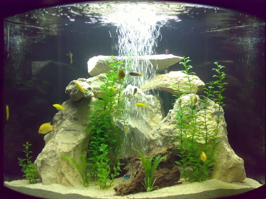 Rated #13: 48 Gallons Freshwater Fish Tank - MY FISH TANK 
2 Gold Severums
2 Green Severums
5 Electric Yellows
5 Acies
2 Rainbow Sharks
2 Bristle nose