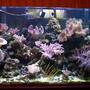 95 gallons reef tank (mostly live coral and fish) - my reef. my pass time.