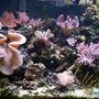 fish tank picture - Rudes Reef Take 3 .