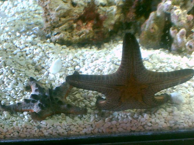 corals inverts - protoreastor nodosus - chocolate chip starfish stocking in 75 gallons tank - two up & comming stars