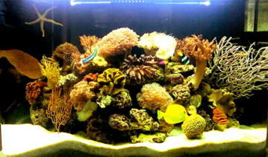 Rated #63: 84 Gallons Reef Tank - from the front
