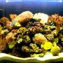 84 gallons reef tank (mostly live coral and fish) - from the front