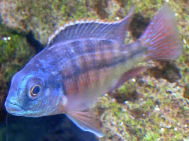 freshwater fish - protomelas taeniolatus - red empress stocking in 90 gallons tank - Red Empress, African Cichlid