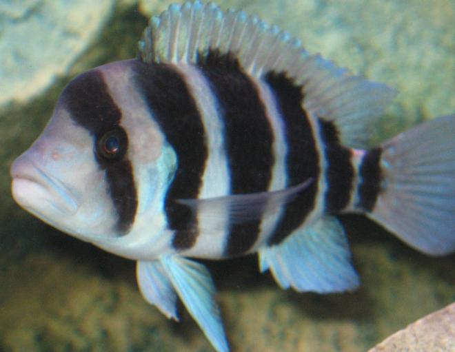 freshwater fish - cyphotilapia frontosa - frontosa cichlid stocking in 46 gallons tank - Frontosa