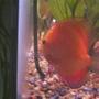 freshwater fish - symphysodon sp. - red marlboro discus stocking in 55 gallons tank - my golden discus