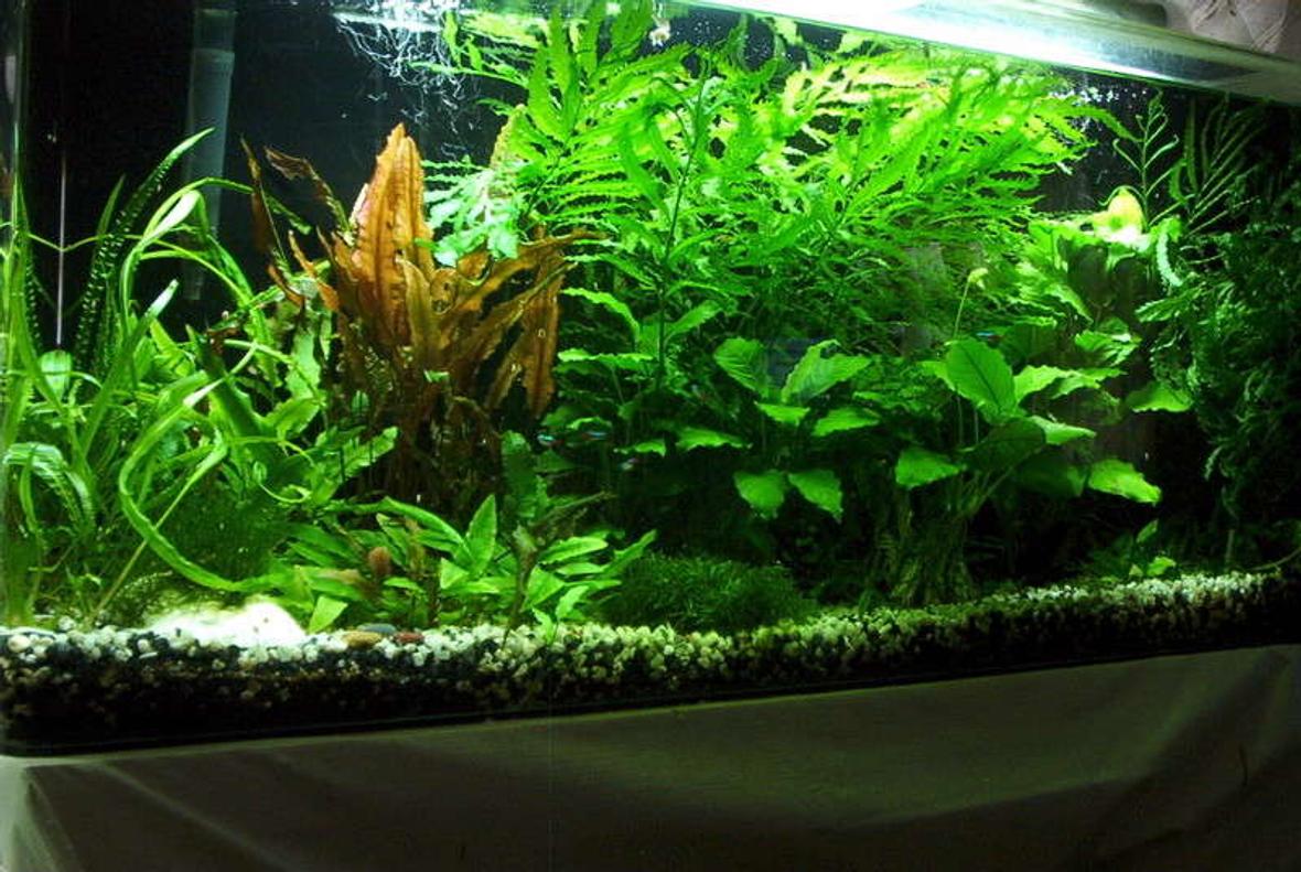 55 gallons planted tank (mostly live plants and fish) - 55 gallons Anabuis, African Ferns, Mosses,Crypts Fish are neons, betta, black skirts, ottos and a ton of red cherry shrimp