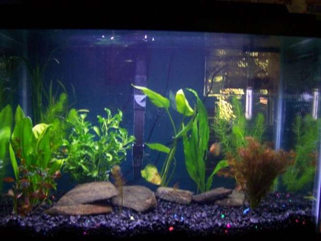 55 gallons planted tank (mostly live plants and fish) - 20g planted made 9-23-07. started with 10 plants, looking forward for them to take over my tank! getting angels soon