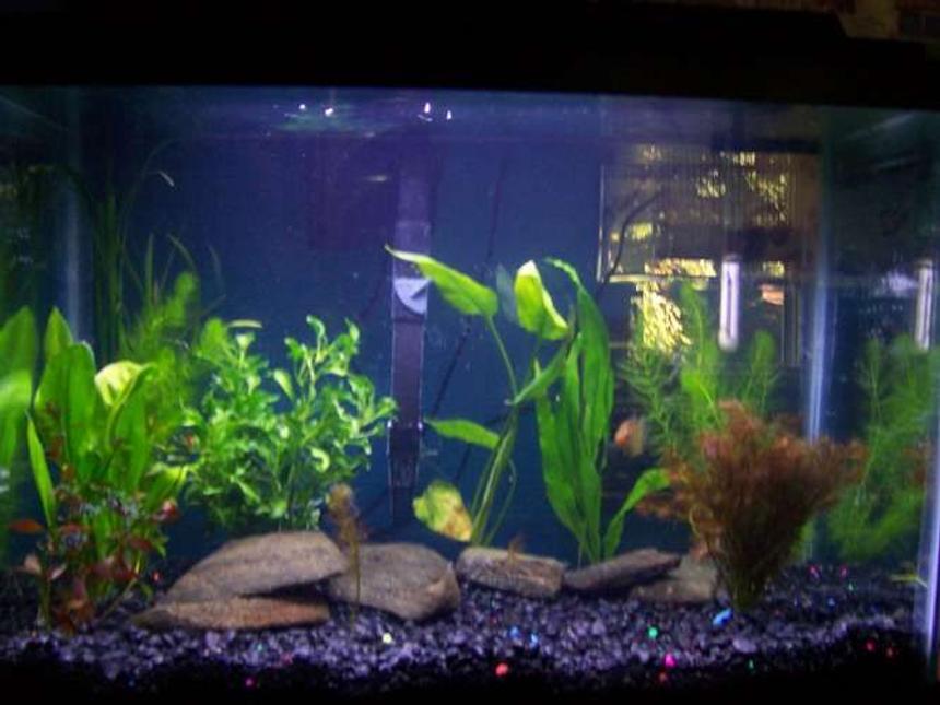 Rated #192: 55 Gallons Planted Tank - 20g planted made 9-23-07. started with 10 plants, looking forward for them to take over my tank! getting angels soon