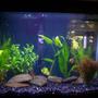 55 gallons planted tank (mostly live plants and fish) - 20g planted made 9-23-07. started with 10 plants, looking forward for them to take over my tank! getting angels soon