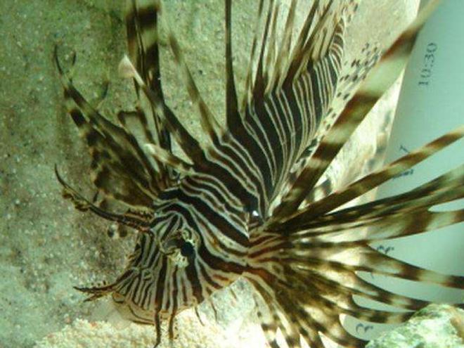 saltwater fish - pterois volitans - volitan lionfish stocking in 100 gallons tank - This is Black Volitan Lion FIsh
After eating one of my damsels 
you can see the fin in its mouth . 
Notice they  hunt any directions and sit sidways ,upside down  , they remind me of orbiting  space stations .