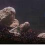 20 gallons planted tank (mostly live plants and fish) - Rocks and Laterite in place. More to come.