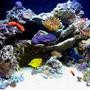 fish tank picture - 2nd Month