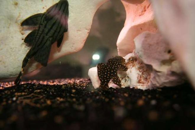 freshwater fish - baryancistrus sp. - gold nugget pleco (l-18) stocking in 138 gallons tank - Royal Pleco VS Gold Nugget