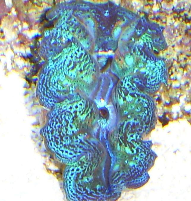 corals inverts - tridacna maxima - blue maxima clam stocking in 110 gallons tank - clam