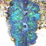 corals inverts - tridacna maxima - blue maxima clam stocking in 110 gallons tank - clam