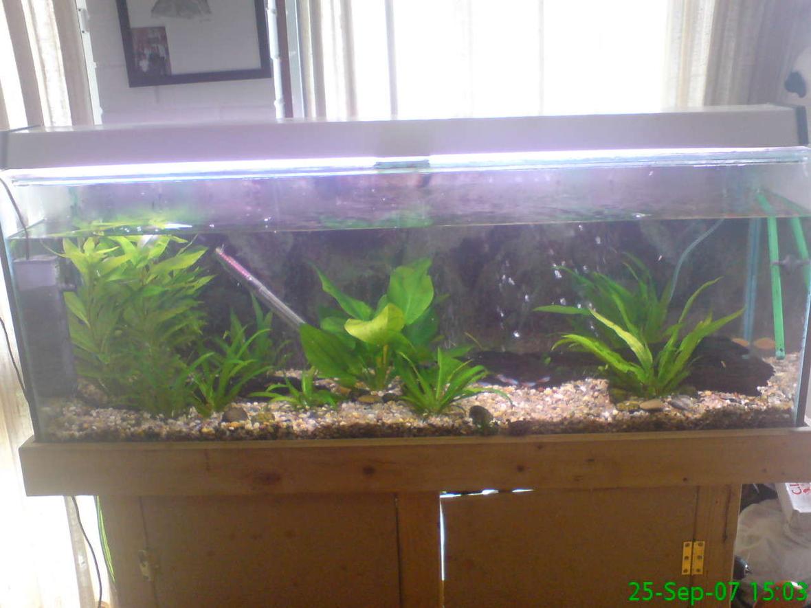 planted tank (mostly live plants and fish) - this is what my fish tank looks like now