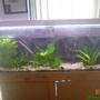planted tank (mostly live plants and fish) - this is what my fish tank looks like now