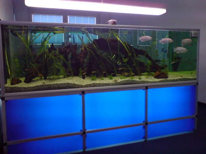 237 gallons freshwater fish tank (mostly fish and non-living decorations) - fishtank in a company!!