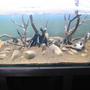 fish tank picture - Rock work and mangrove root