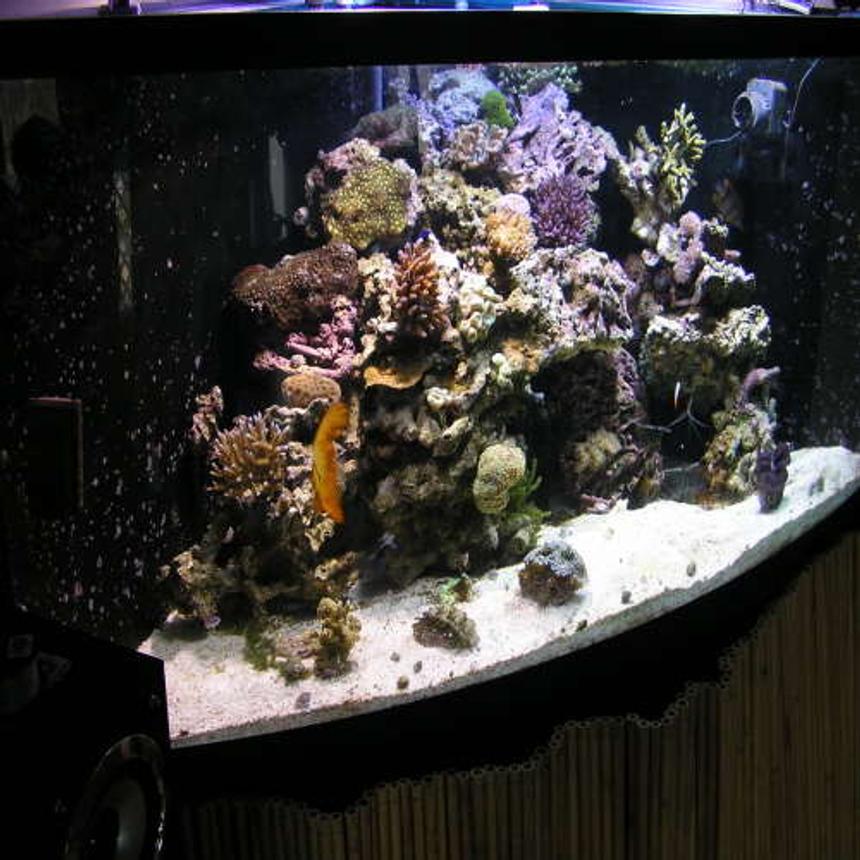 Rated #33: Fish Tank Picture - angle side