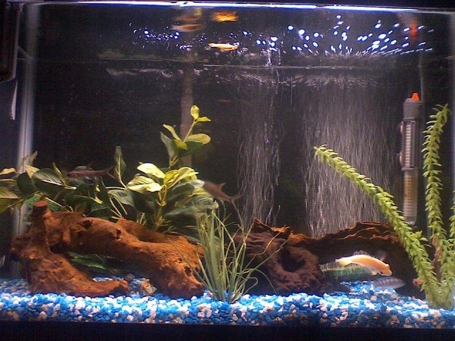 29 gallons freshwater fish tank (mostly fish and non-living decorations) - i took a quick pik