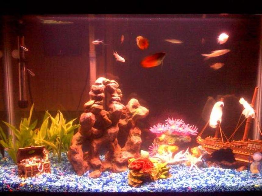 Rated #507: 29 Gallons Freshwater Fish Tank - freshwater tank with live plants and other non-living decorations