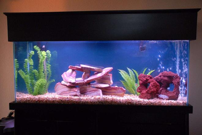 55 gallons freshwater fish tank (mostly fish and non-living decorations) - My new chiclid tank: 3 Electric Ble Ahlis  and 2 assorted Africans and a Pleco, but more to come as it gets cycled in.