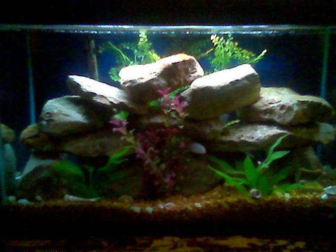 29 gallons freshwater fish tank (mostly fish and non-living decorations) - This is my 29 gal ciclid tank.