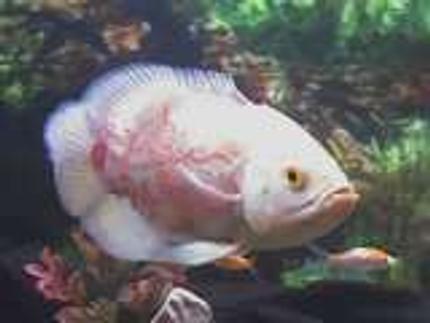 freshwater fish - astronotus ocellatus - albino oscar stocking in 55 gallons tank - This is my albino tiger oscar