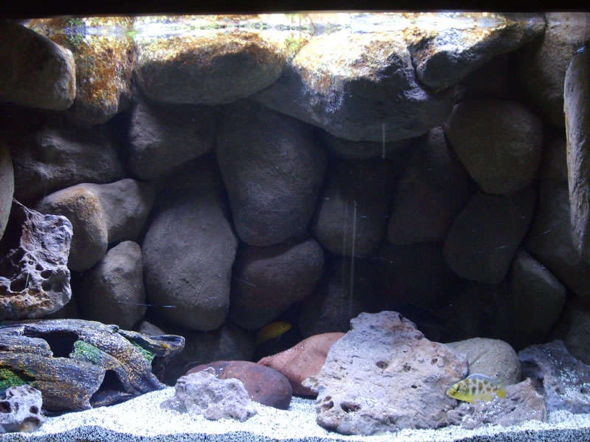 20 gallons freshwater fish tank (mostly fish and non-living decorations) - Lake Malawi Mbuna Tank