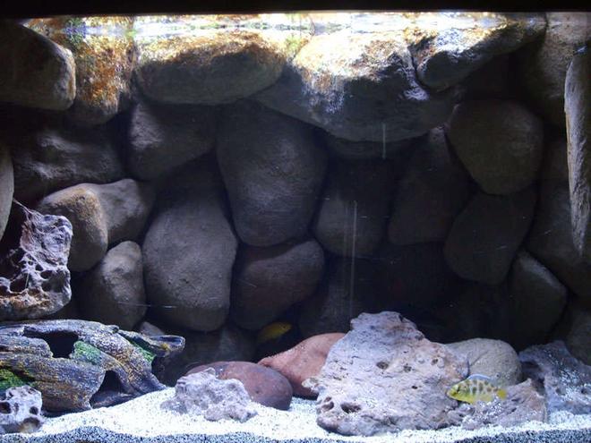 20 gallons freshwater fish tank (mostly fish and non-living decorations) - Lake Malawi Mbuna Tank