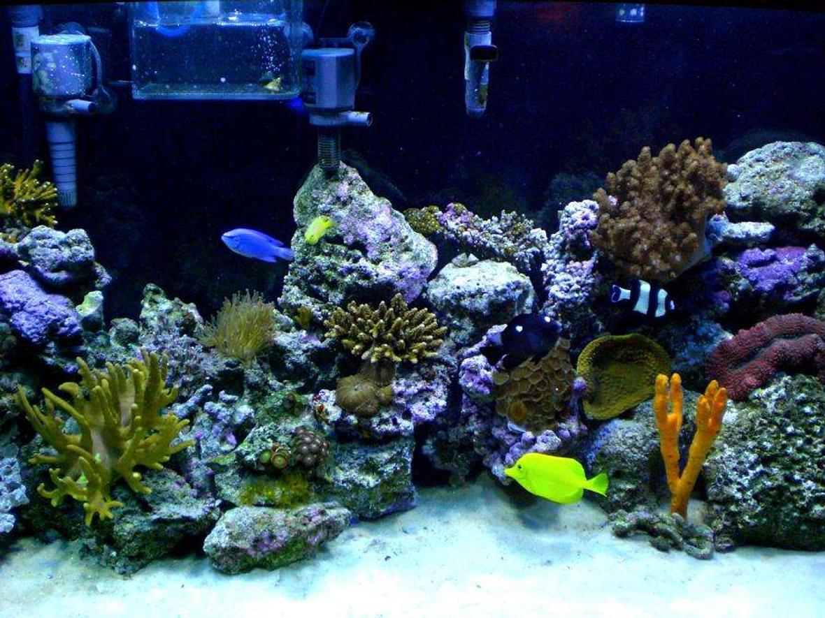 90 gallons reef tank (mostly live coral and fish) - Still trying to get a good picture to show all the colors.