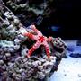 corals inverts - fromia sp. - marble sea star stocking in 46 gallons tank - Pebbles my Marble Star