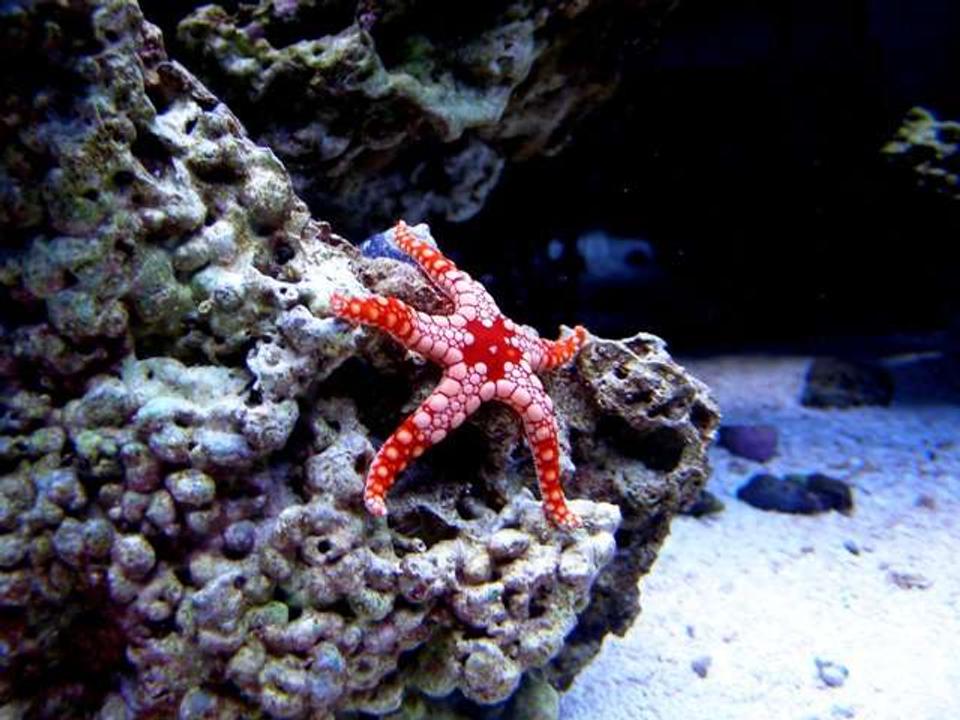 corals inverts - fromia sp. - marble sea star stocking in 46 gallons tank - Pebbles my Marble Star