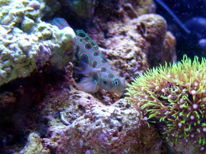 Rated #54: Saltwater Fish - Synchiropus Picturatus - Spotted Mandarin Stocking In 46 Gallons Tank - Foxy Cleopatra (Foxy) my Spotted Mandarin