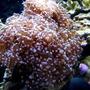 corals inverts - euphyllia paradivisa - frogspawn coral stocking in 46 gallons tank - Red Frogspawn...