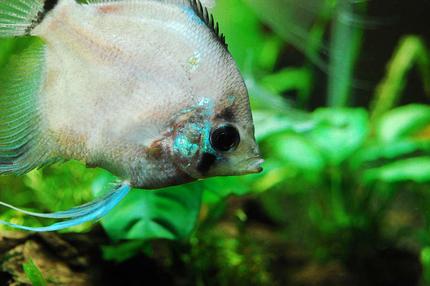 freshwater fish - symphysodon sp. - white discus stocking in 75 gallons tank - Angelfish