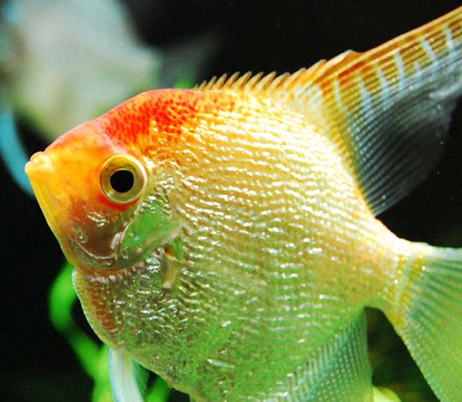 freshwater fish - pterophyllum sp. stocking in 75 gallons tank - Angelfish