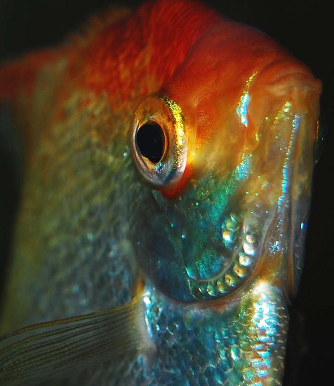 freshwater fish - pterophyllum sp. stocking in 75 gallons tank - Angelfish